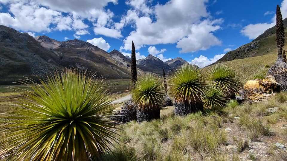 Lanzan campaña para visitar la floración de la puya en Áncash
