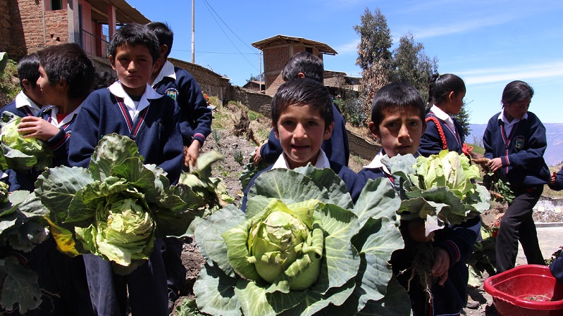 Áncash: Qali Warma cultiva esperanza en el distrito de Tauca