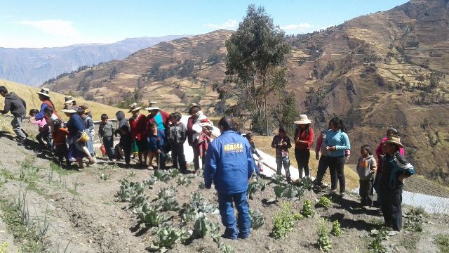 “Qali Warma” del Midis y Senasa impulsan huerto escolar en CAE de Pallasca