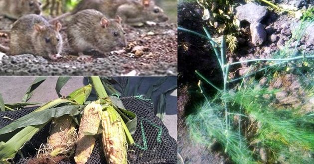Chimbote: Plaga de ratas ataca sembríos de maíz en Lacramarca Alta e ingresan a las viviendas