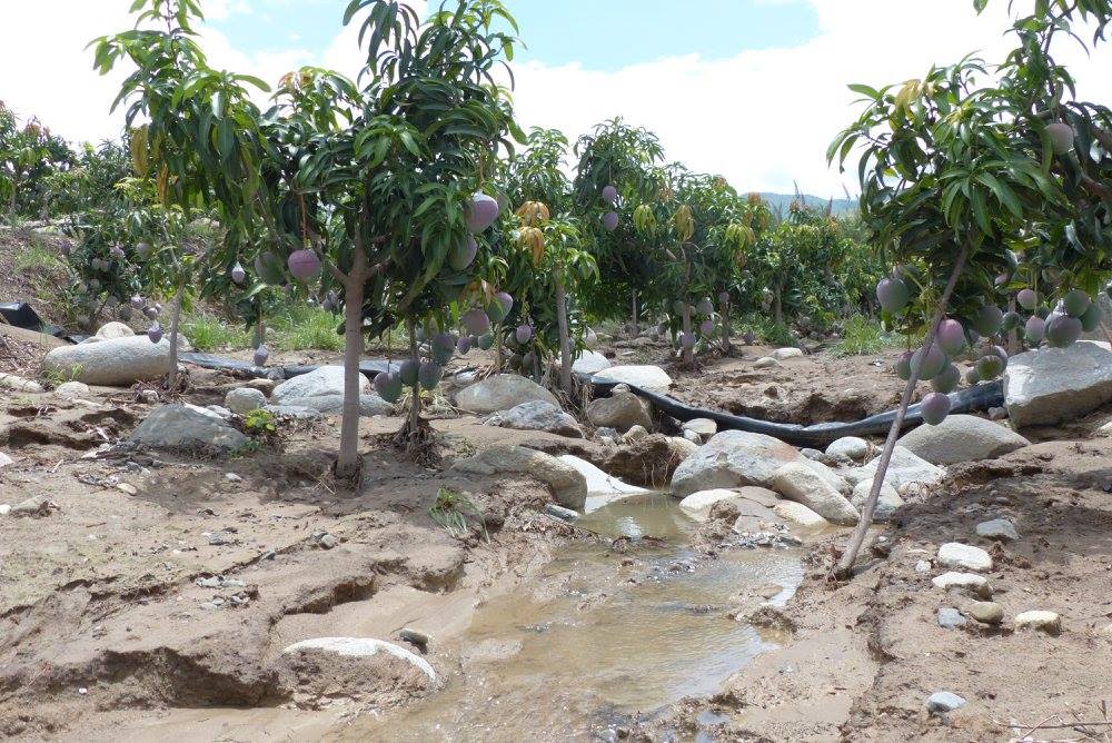 Realizarán simposio sobre cultivo de mango en Moro