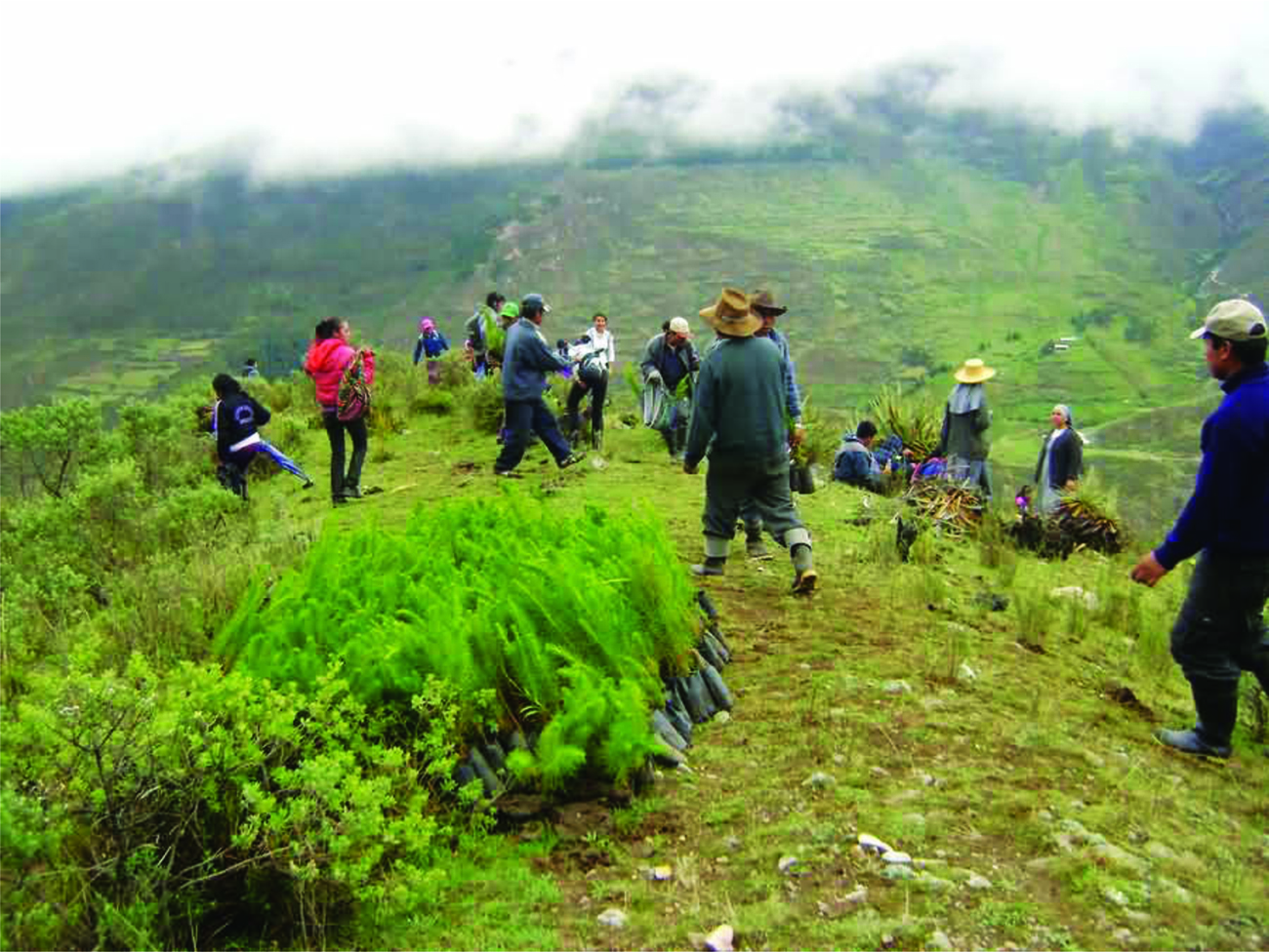 Reforestarán con 260 mil árboles cuenca alta del río Santa