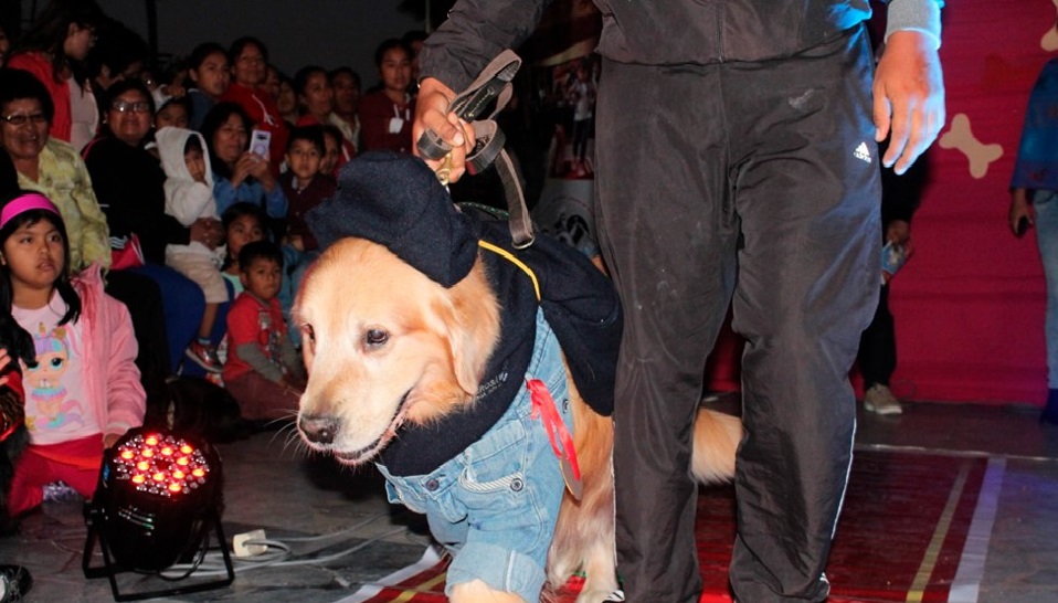 Chimbote: municipio realizará campaña de registro de canes este 5 de octubre