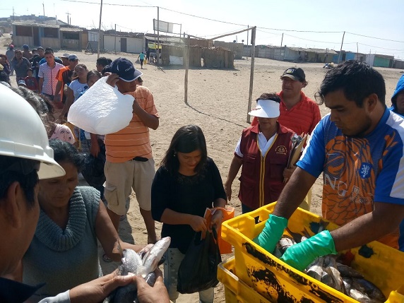 Nuevo Chimbote: municipalidad distribuyó casi 3 toneladas de pescado en asentamientos humanos