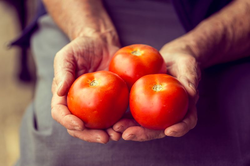  Requisitos de calidad para el tomate: un ingrediente clave en la gastronomía peruana  
