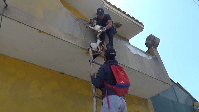Rescatan a “Sasha” que estuvo abandonada 4 meses en un balcón de Nuevo Chimbote