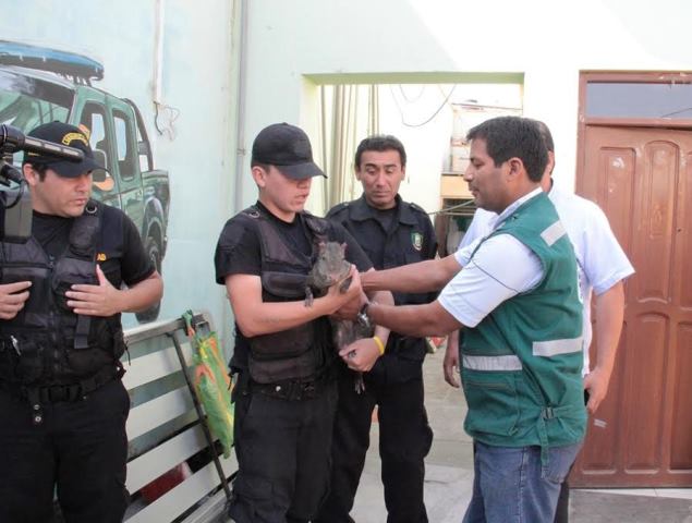 Nuevo Chimbote: roedor gigante hallado en "Los Licenciados" es entregado a Serfor 