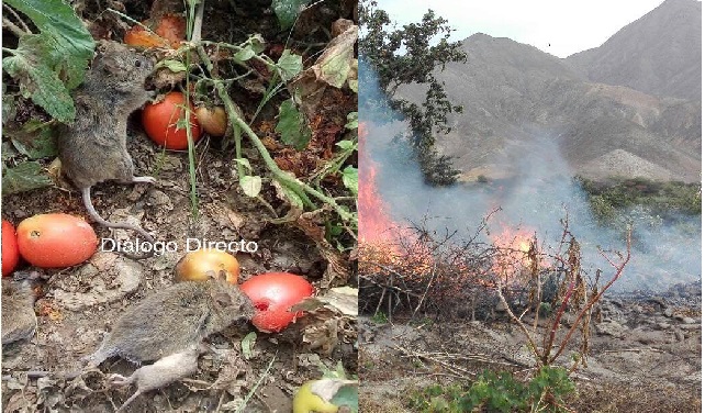 Agricultores del valle de Culebras en Huarmey desesperados por plaga de ratas en sus cultivos