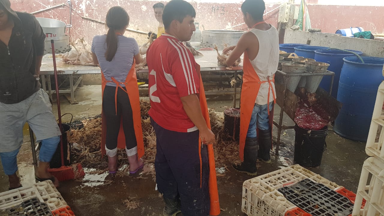 Multan a cuatro puestos que sacrifican aves en pésimas condiciones de higiene en  mercado “Tres Estrellas”
