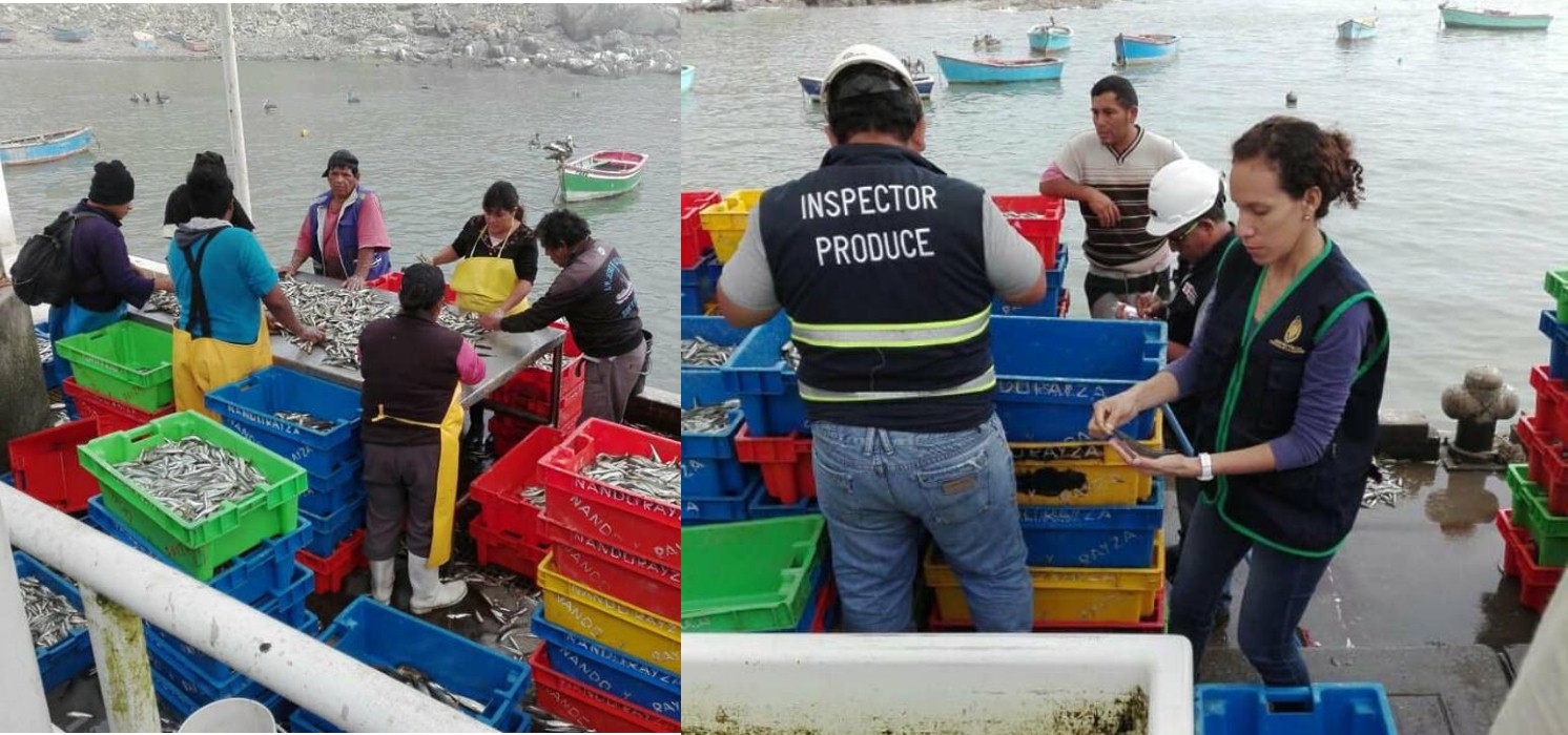 Samanco: Decomisan pesca juvenil en playa Los Chimus, especies iban a ser vendidas 