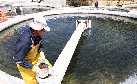 Sanipes implementa medida sanitaria preventiva ante enfermedades en peces