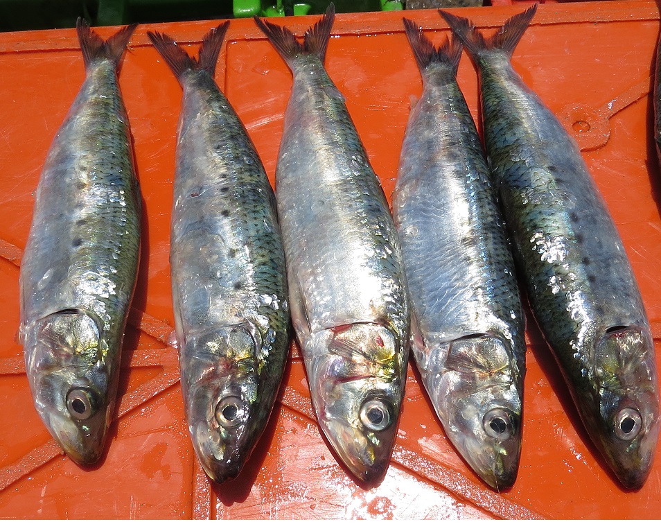 Chimbote: consideran positivo la aparición de sardina en el litoral marino costero