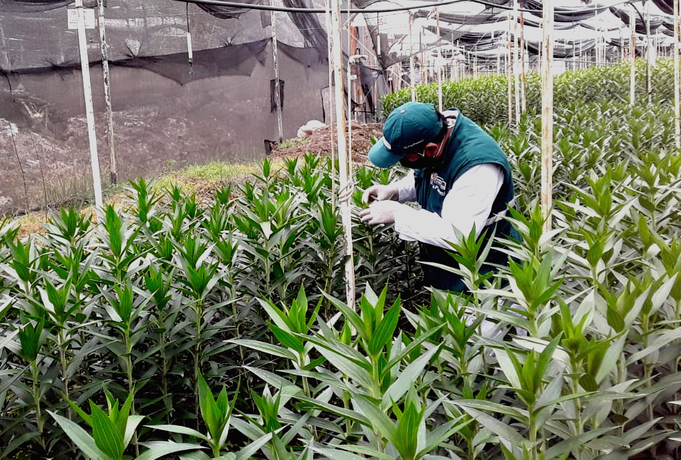 Áncash: seguimiento de cuarentena posentrada de liliums procedentes de Holanda
