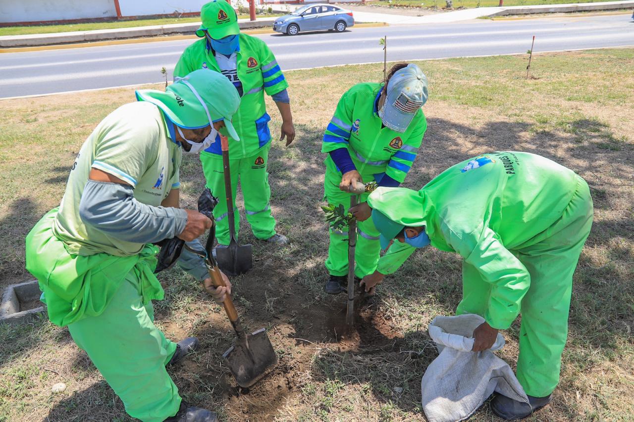 Realizan sembrado de 3000 árboles en la avenida  José Pardo de Chimbote