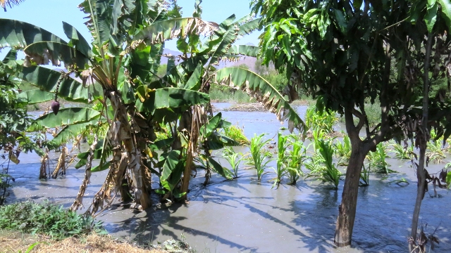 Caudal del río Santa alcanza 700 metros cúbicos y arrasa 80 hectáreas de cultivo en Vinzos