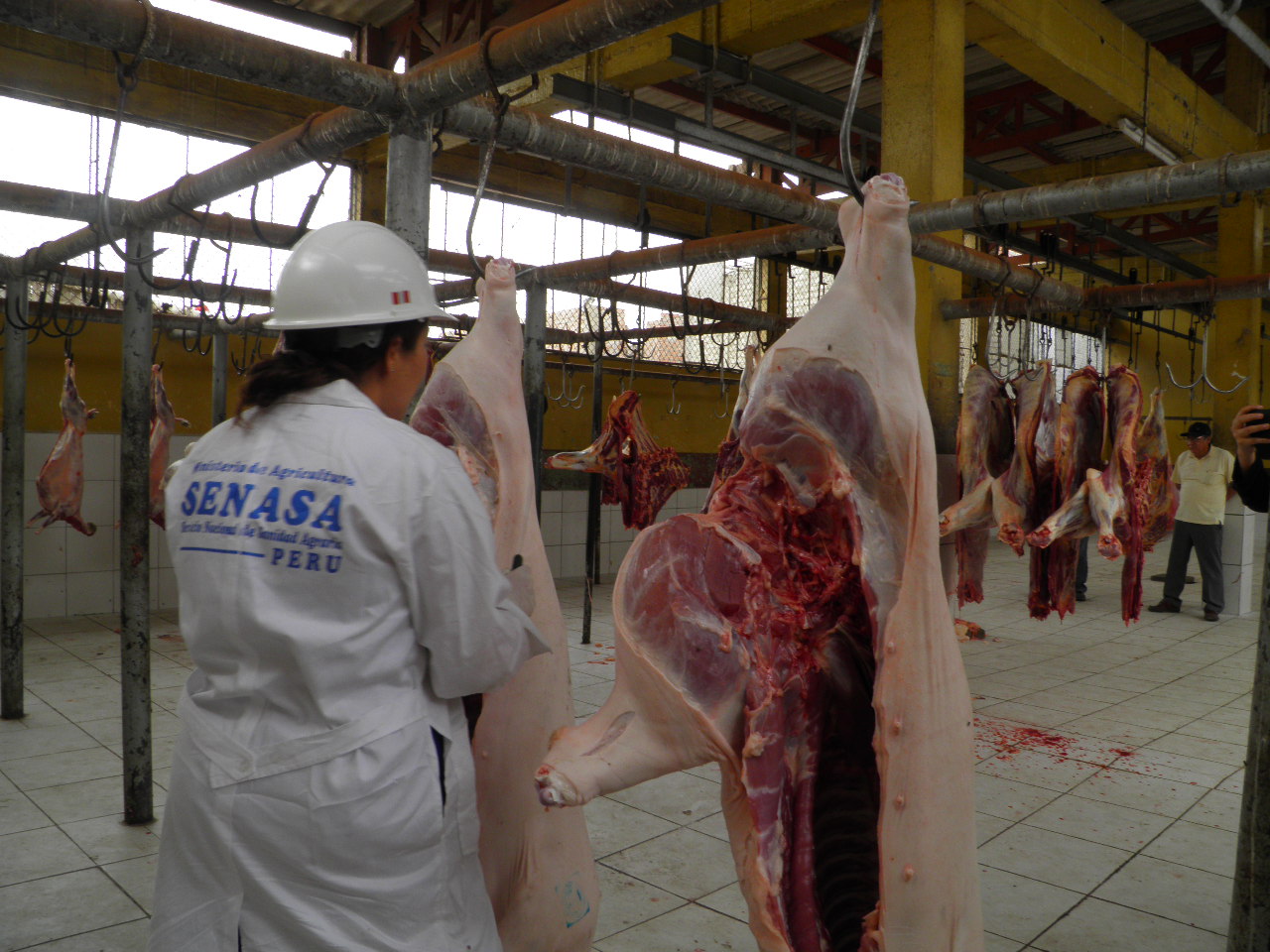 Senasa detecta serias deficiencias en camal municipal de Chimbote