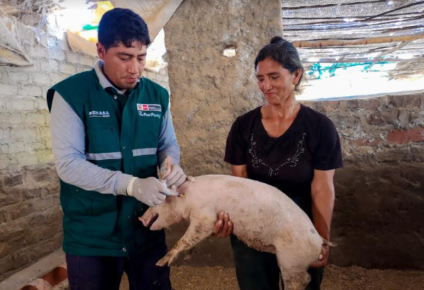 Senasa vacuna a 4 800 cerdos contra la peste porcina en provincia Del Santa