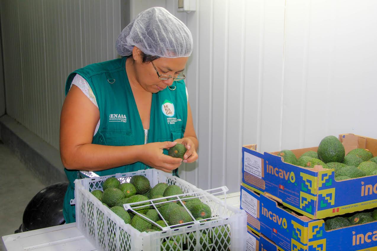  Senasa: Áncash exportó más de 3 mil toneladas de palta Hass durante 2014-2015