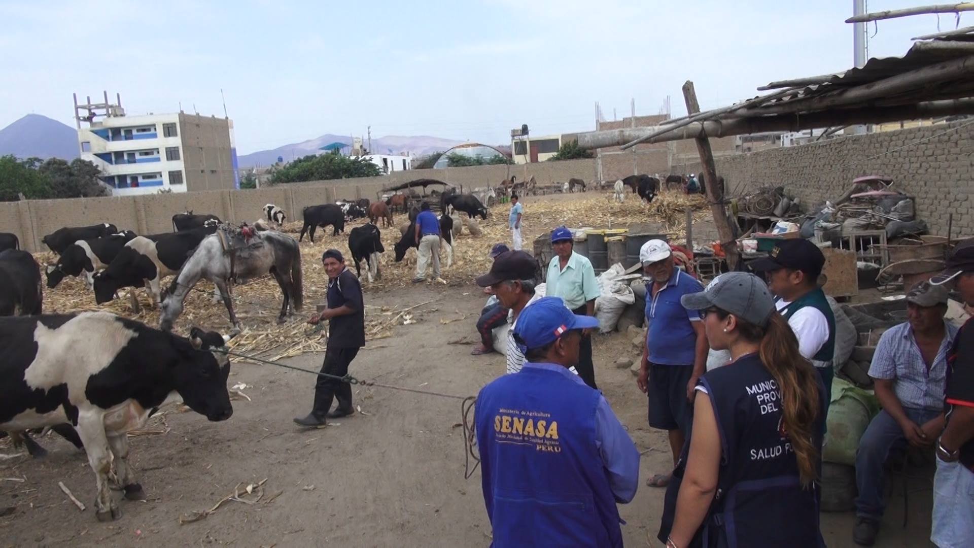Chimbote: exigen a ganaderos vacunar sus animales para poder ser comercializados 
