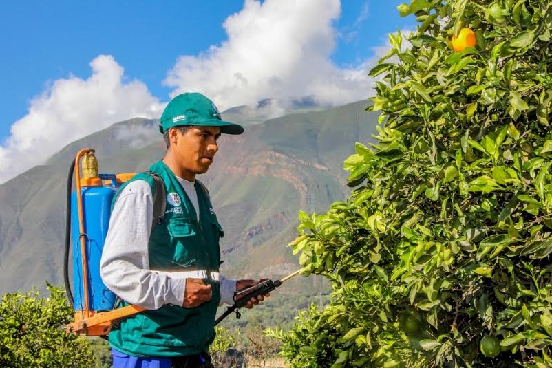 Senasa intensifica labores de control para erradicar plaga de moscas de la fruta en Áncash
