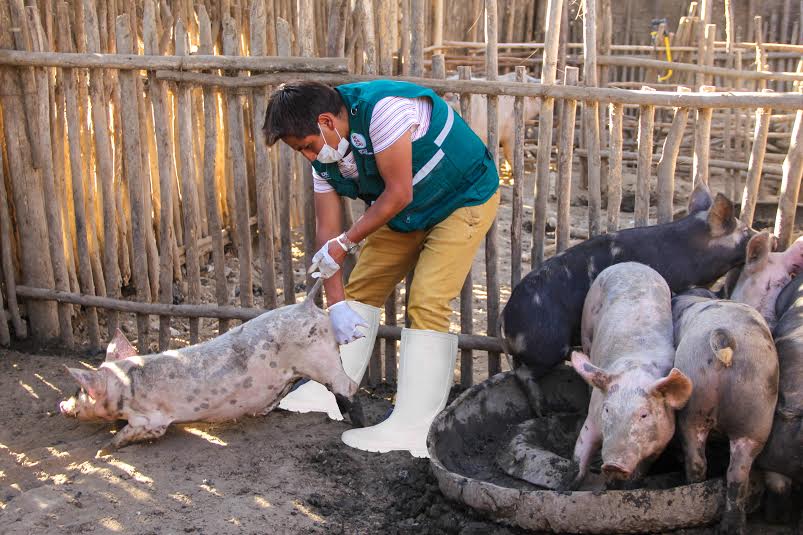 Áncash: Senasa logró vacunar más de 40 mil cerdos para erradicar la peste porcina