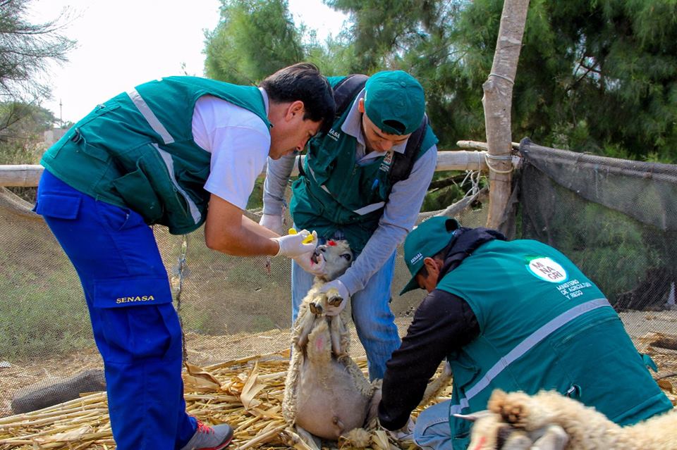 Chimbote: más de 500 animales de campo son atendidos para prevenir enfermedades 