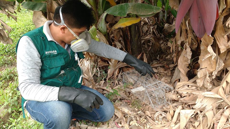 Áncash: Senasa vigila la presencia de plagas tras las lluvias  y huaicos