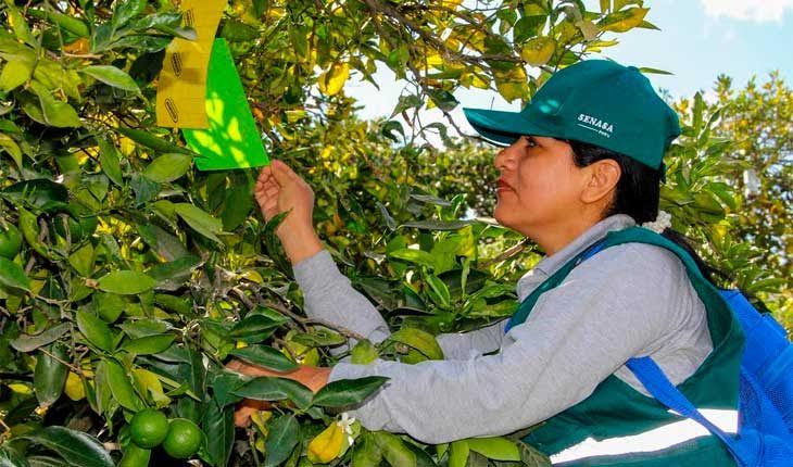 Senasa continúa monitoreando cultivos de cítricos en provincias de Áncash