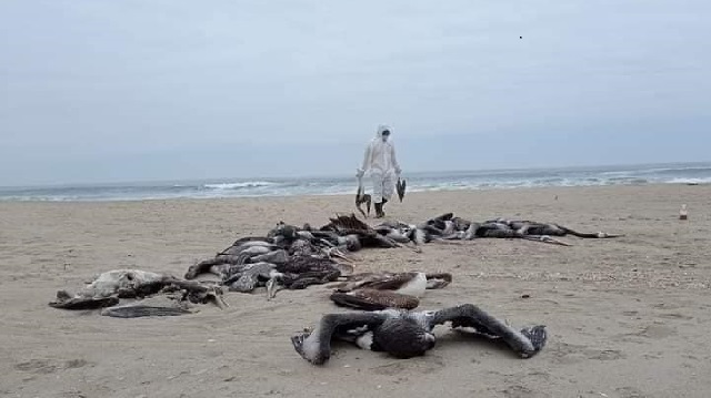 Huarmey: Inician limpieza en la playa Lobitos donde aparecieron pelícanos muertos