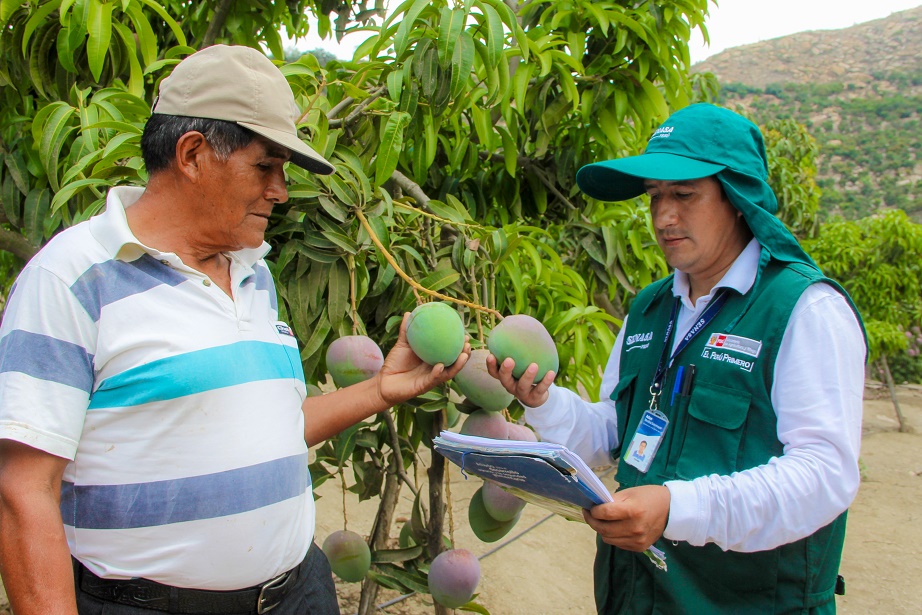 Senasa certificará más de 2 300 hectáreas de mango en la región Áncash