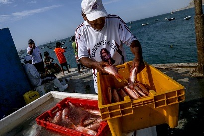 SNP y Tasa donaron más de 900 pruebas rápidas para pescadores artesanales