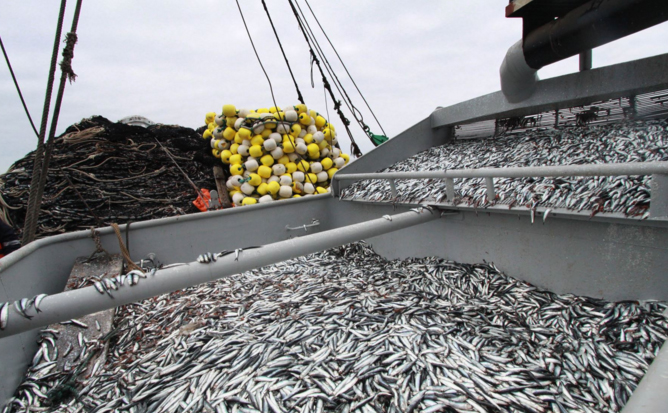 Decretan 5 días de veda de anchoveta en Casma, Huarmey y Pisco