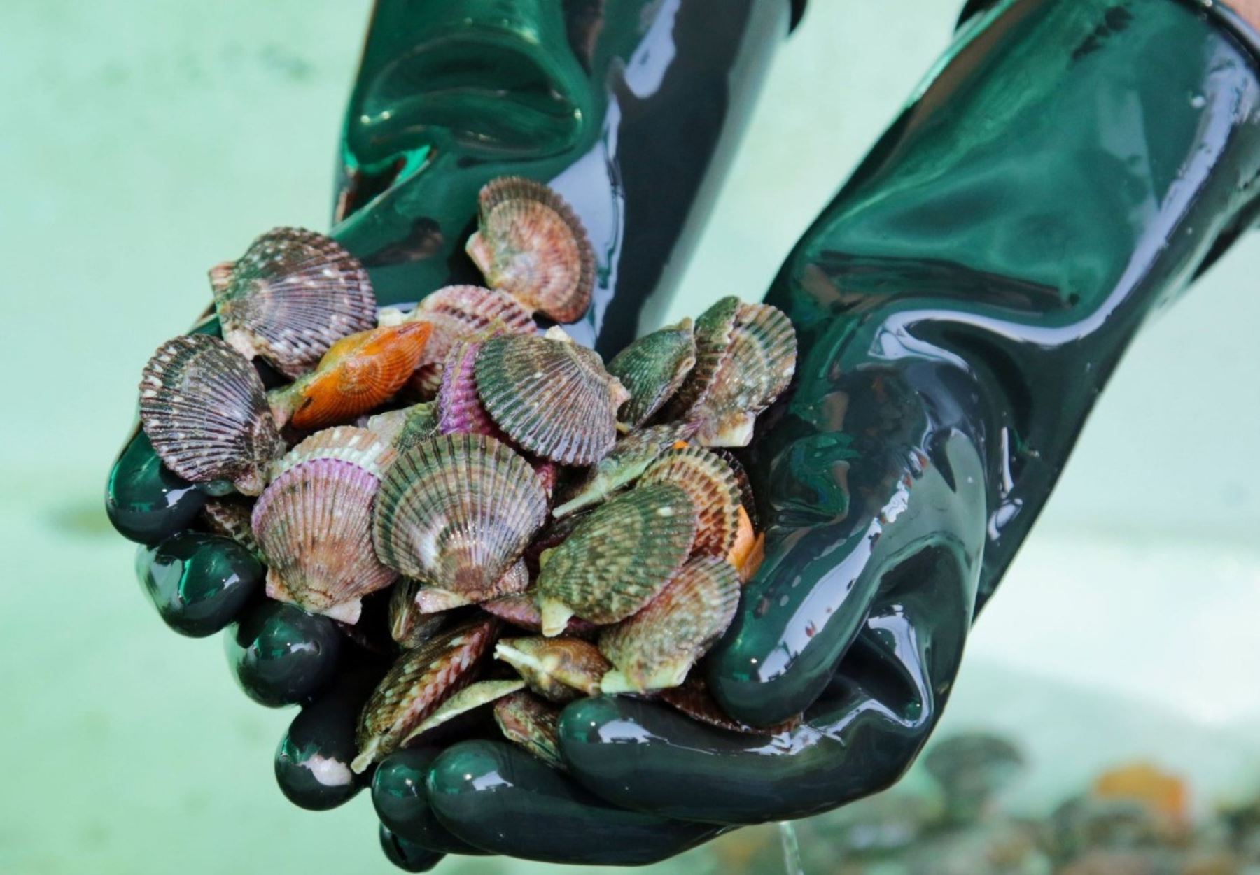 Áncash: estudiantes de la UNS desarrollan tecnología a base de conchas de abanico para reducir contaminación