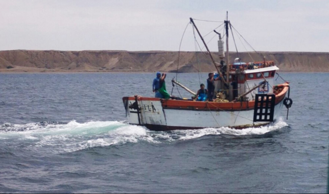 Pesca de tiburón martillo será a partir del 11 de marzo