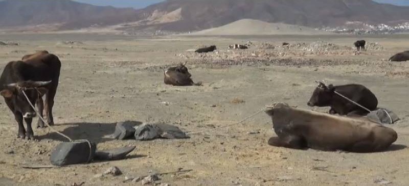 Casma: 20 toros cayeron de un camión al volcar aparatosamente en óvalo del balneario de Tortugas