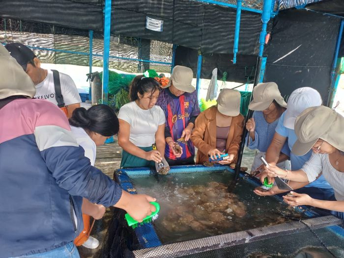 Produce y fundación española fortalecen capacidades de maricultoras en producción de semilla de concha de abanico
