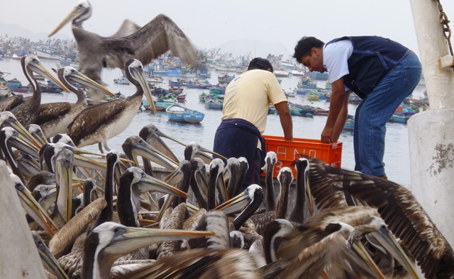 Trabajadores de Sedachimbote se unen a cruzada en favor de pelicanos