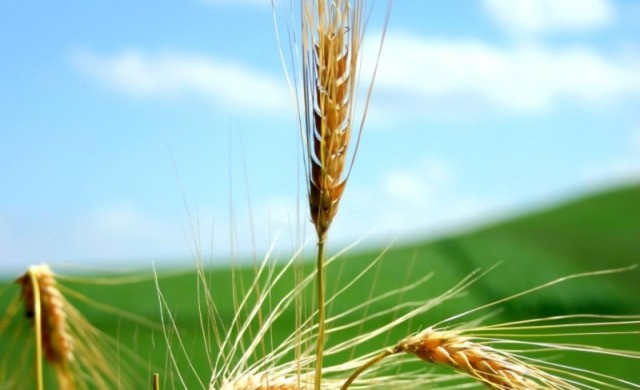 Quinto Domingo de Cuaresma: reflexión del grano de trigo