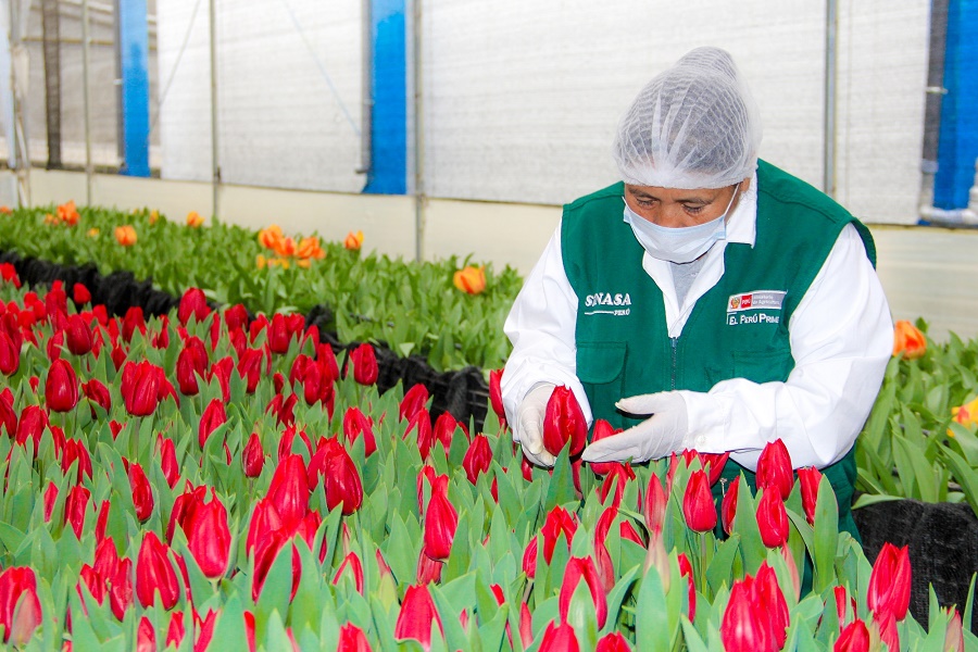 Áncash se convierte en el principal productor de Tulipanes a nivel nacional