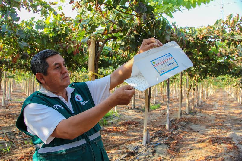 Áncash: Senasa realiza labores de vigilancia para no afectar la producción de uva