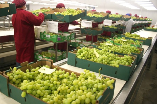 Exportaciones agropecuarias peruanas crecieron 12.3% en julio de 2022  