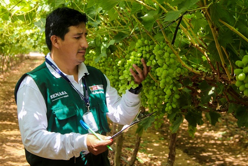 Doce lugares de producción en Áncash certificados para exportar uva
