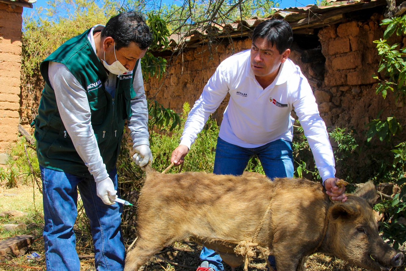 Áncash: Senasa vacunó a más de 61 mil cerdos contra la peste porcina clásica