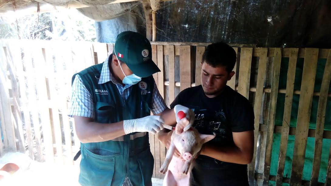 Senasa vacunó más de 57 mil cerdos en campaña contra la peste porcina clásica en Áncash