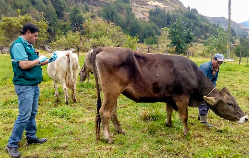Áncash: Senasa toma acciones para control y erradicación de Tuberculosis Bovina