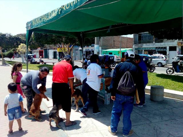 Casma: más de mil canes son vacunados contra la rabia