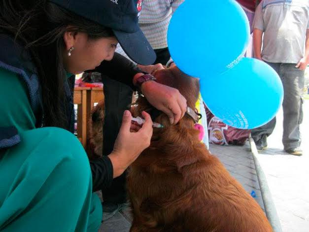 Chimbote: Unos 21 mil canes serán vacunados contra la rabia