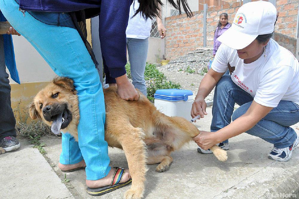 Chimbote: Unos 21 mil canes serán vacunados contra la rabia