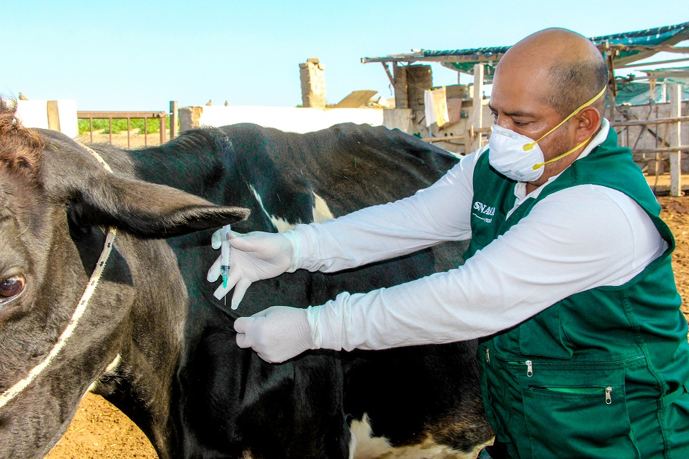 Vacunación de 14 mil animales contra el ántrax beneficiará a ganadería de Casma, Santa y Huarmey