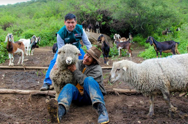Senasa vacunará contra la brucelosis caprina a más de 16 mil animales en Áncash